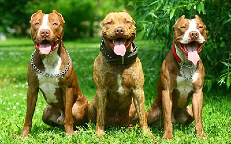 Питбуль команда. Собака питбуль и амстафф. семейная бойцовская собака. три питбуля. питомник питбулей.