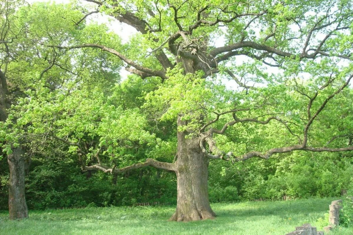 1300-летний дуб в урочище юзефин. Ильинский дуб чувашия. Сосна остистая мафусаил. Кипарис вечнозеленый (cupressus sempervirens). Дуб черешчатый (quercus robur).