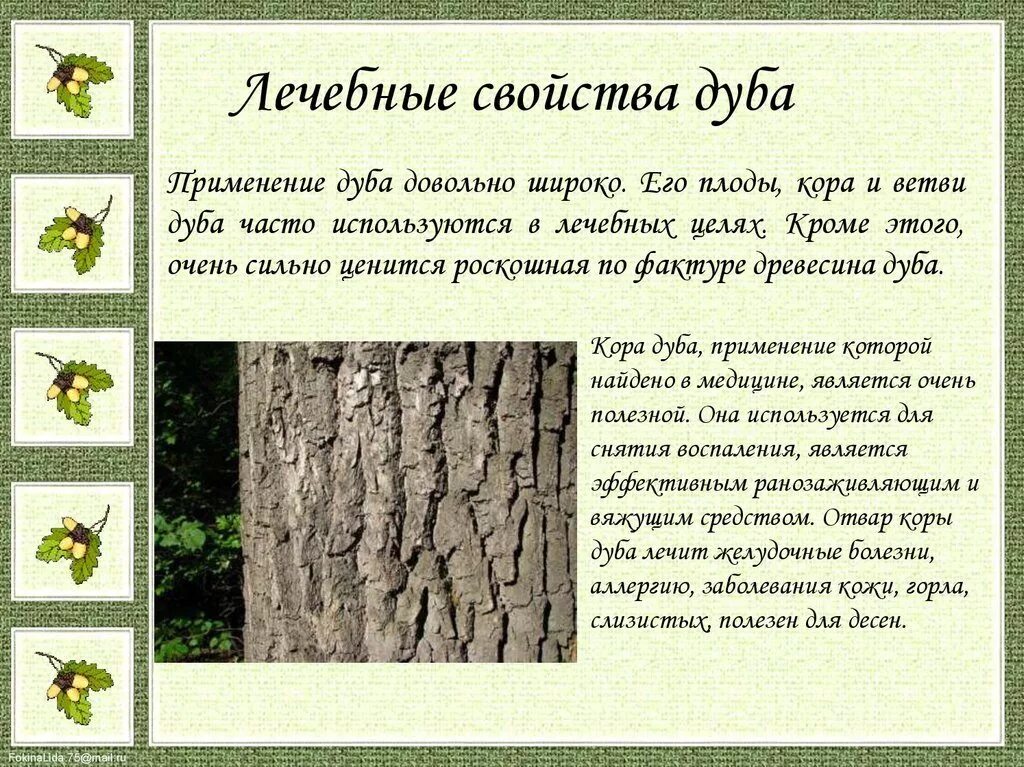 Чем питается дуб. Дуб венгерский фрайнетто. Доклад о дереве. Виды дуба с плодами. Дуб черешчатый (обыкновенный).