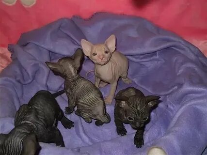 Как выглядят котята сфинкса