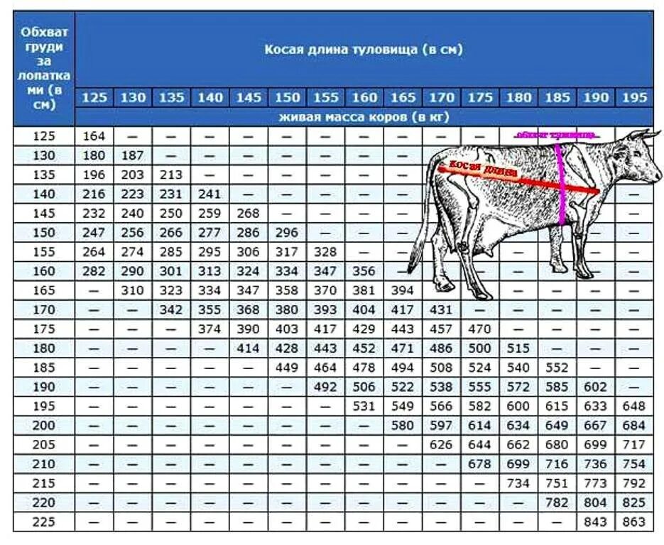 Живой вес сколько мясо. Таблица замера КРС живым весом Быков. Таблица замеров КРС Быков живым. Таблица определения живой массы КРС. Таблица измерения КРС живым весом Быков.