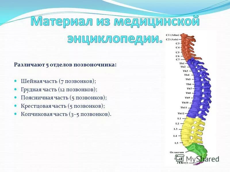 5 отделов позвоночника характерно для. Th1 th12 грудной отдел позвоночника. Th10 позвонка. 5 Позвонок грудного отдела. 4-5 Позвонок грудного отдела.