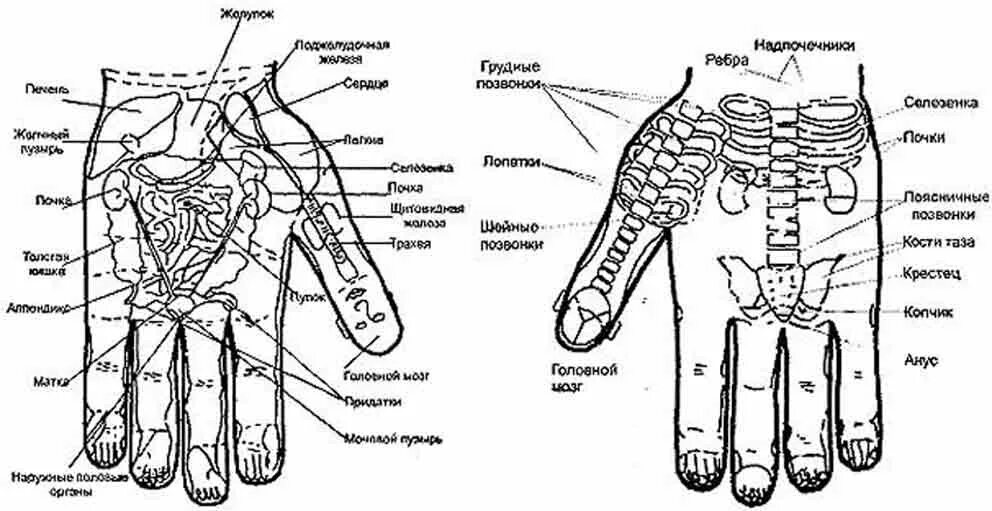 Су Джок проекция органов на ладони. Су Джок схема ладони. Су Джок акупунктура меридианы. Точки Су Джок точки точки. Точки на запястье руки