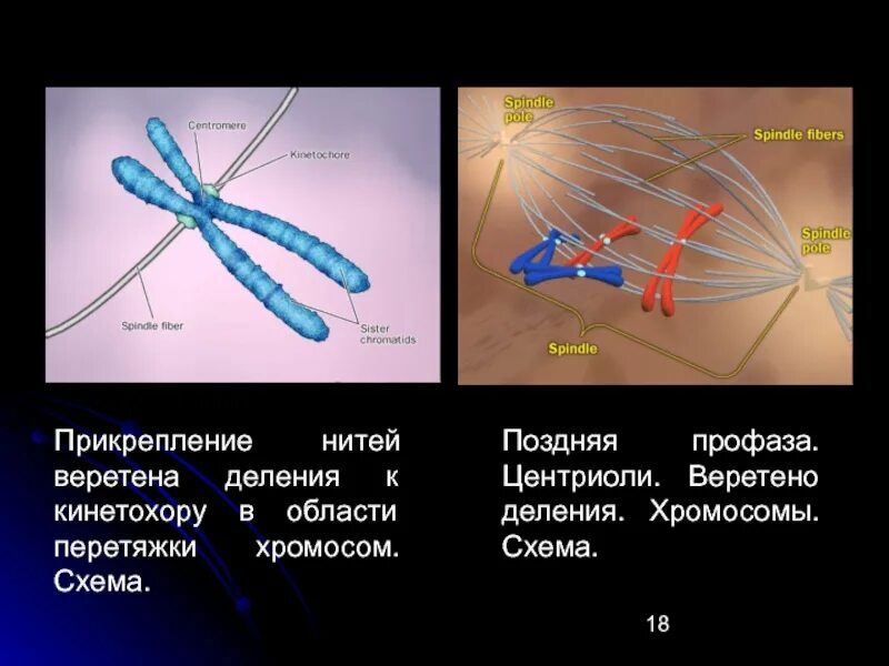 Метафаза нити веретена деления. Центриоли образуют Веретено деления. Клеточный центр Веретено деления. Нити веретена деления строение.