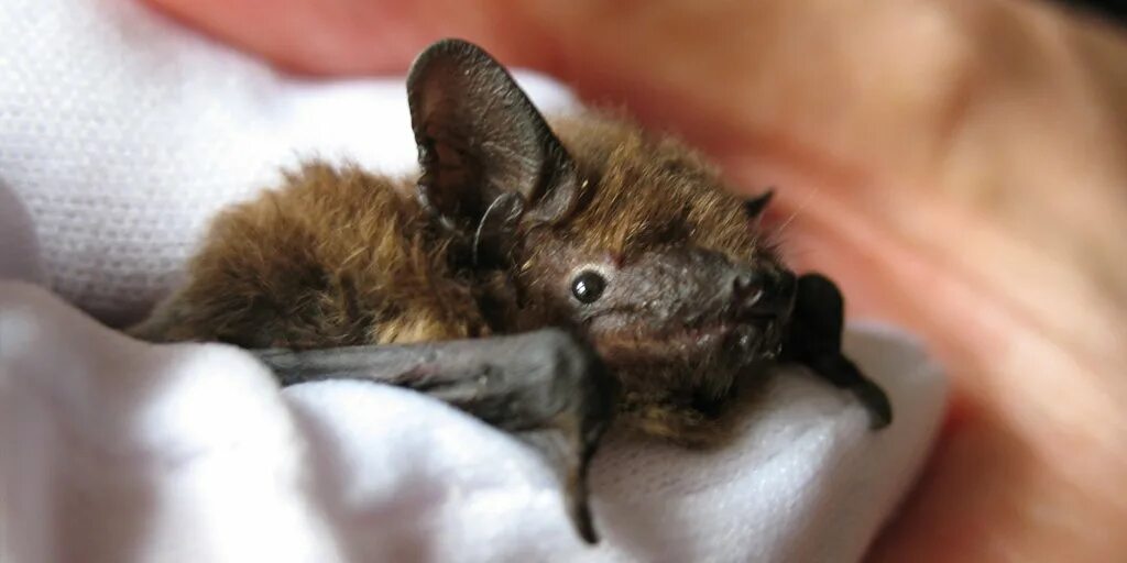 Bats can. Have no money. Hold bat. Stressed bat. Can you imagine your