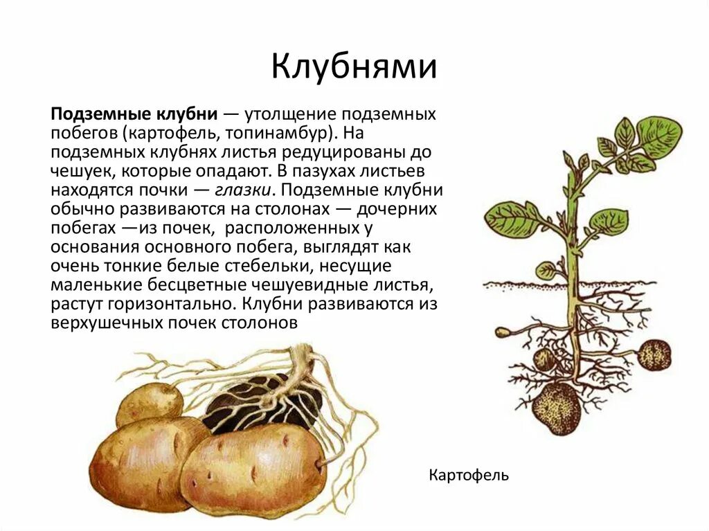 Докажите что корневище растений является побегом. Строение клубня картофеля стебель. Строение подземного побега картофеля. Картофель. Строение растения клубней.. Клубень картофеля ботаника.