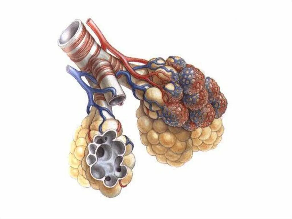 Воздух поступает в альвеолы. Терминальные бронхиолы. Бронхиолы анатомия. Бронхиолы и альвеолы. Бронхи бронхиолы и альвеолы.