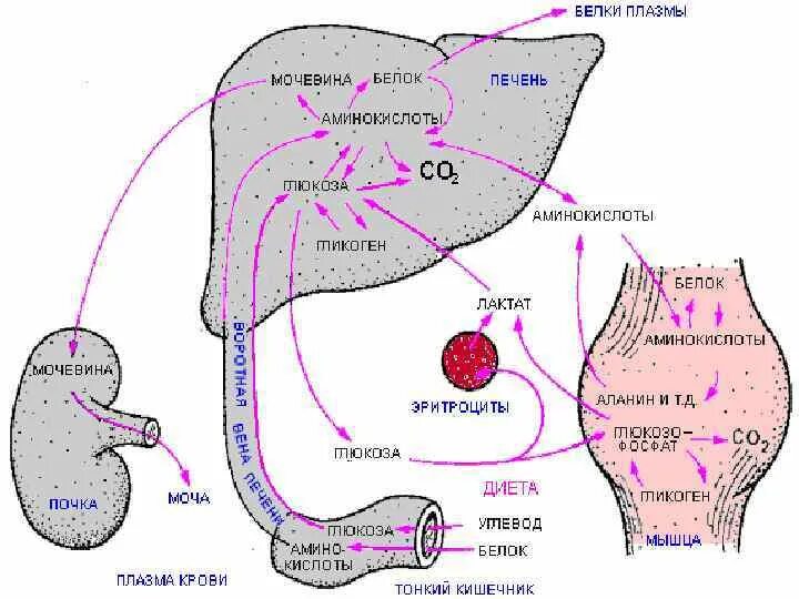 Роль печени в белковом обмене схема. Синтез белков в печени. Печень синтезирует белки. Метаболизм белков в печени схема.