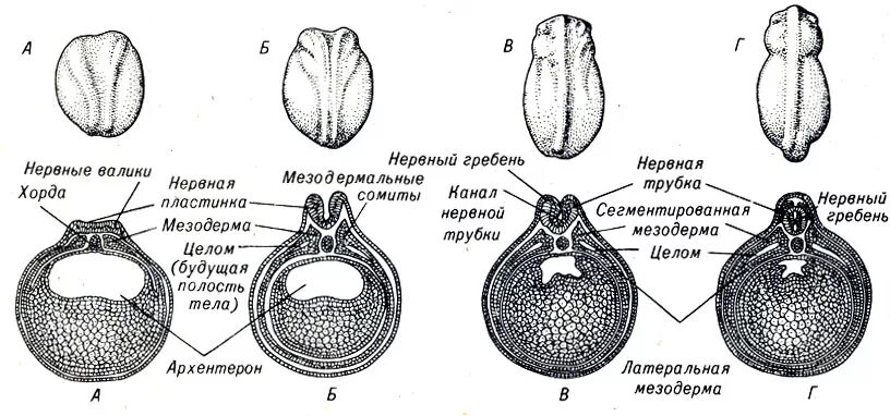 схема процесса нейруляции. нейруляция амфибий. нейрула образование нервной трубки. поздняя нейрула лягушки препарат. поздняя гаструла зародыша амфибий.