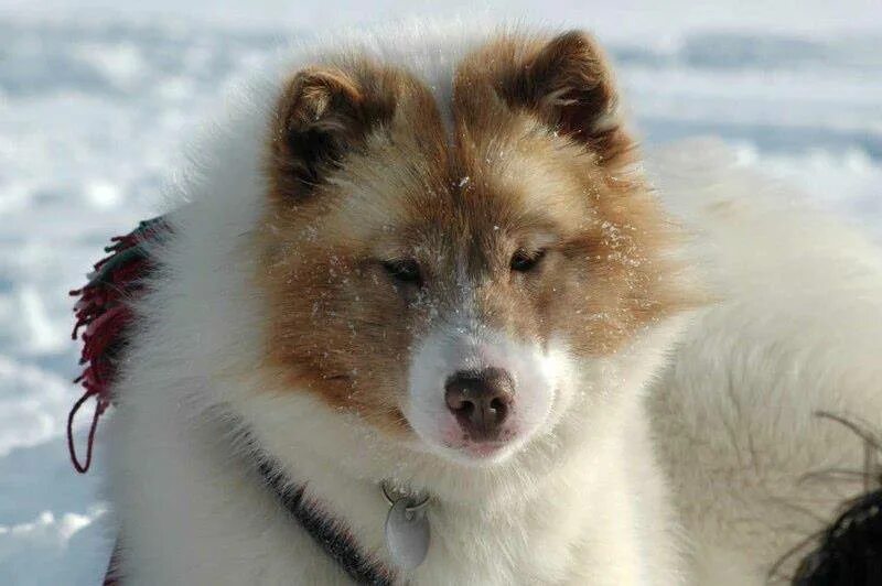 Эскимосская ездовая собака. Эскимосская лайка. Порода собак эскимосская лайка. Канадская эскимосская собака. Канадская эскимосская собака рыжий.