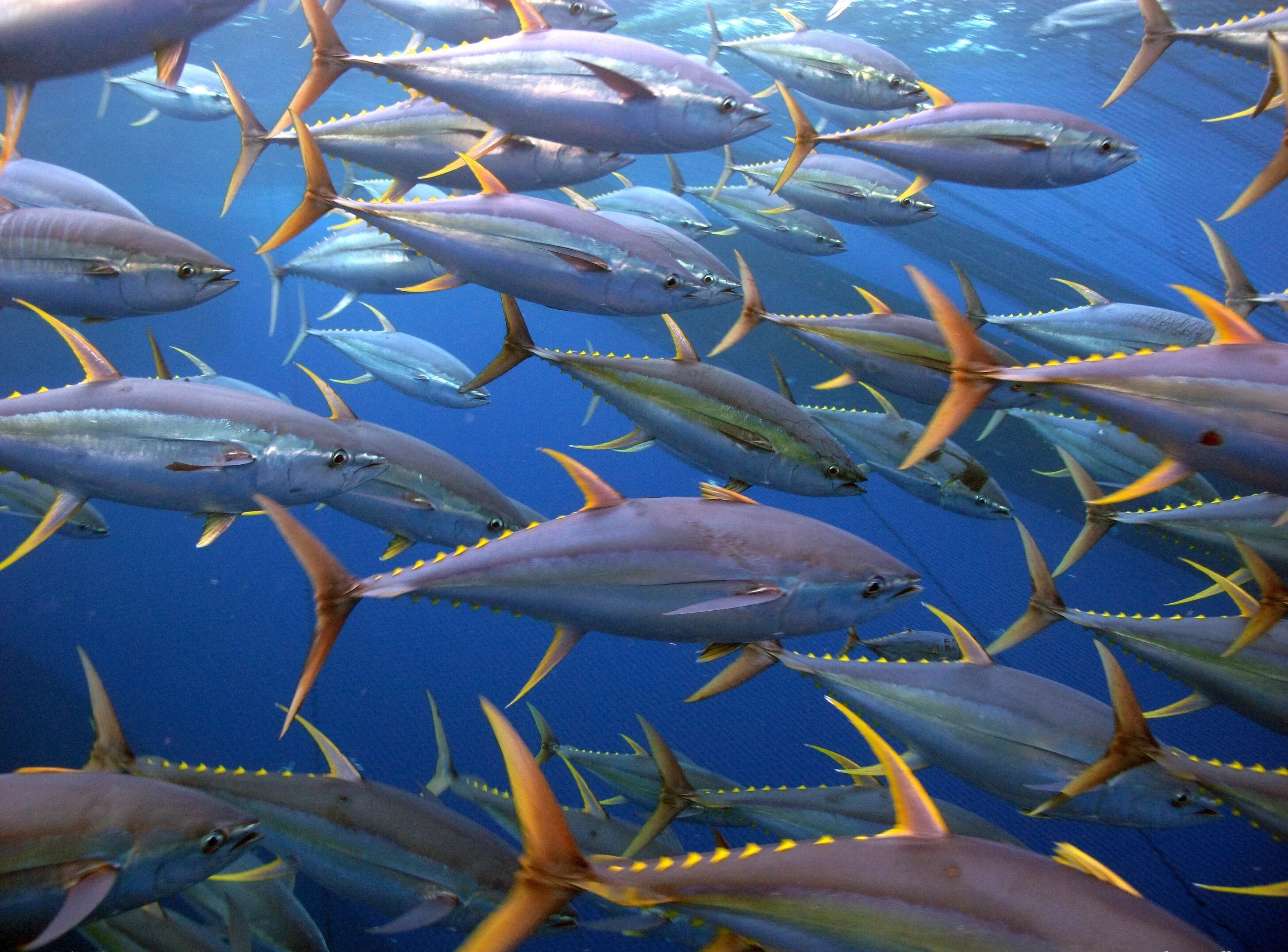 Какие рыбы плавают. Желтопёрый тунец. Тунец Bluefin. Thunnus Albacares. Индийский океан сардинелла.