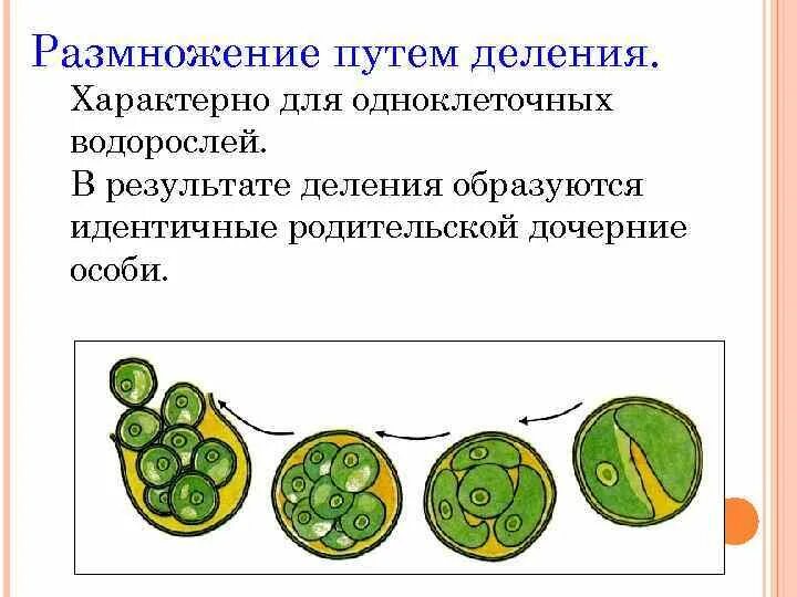 Деление клетки водоросли