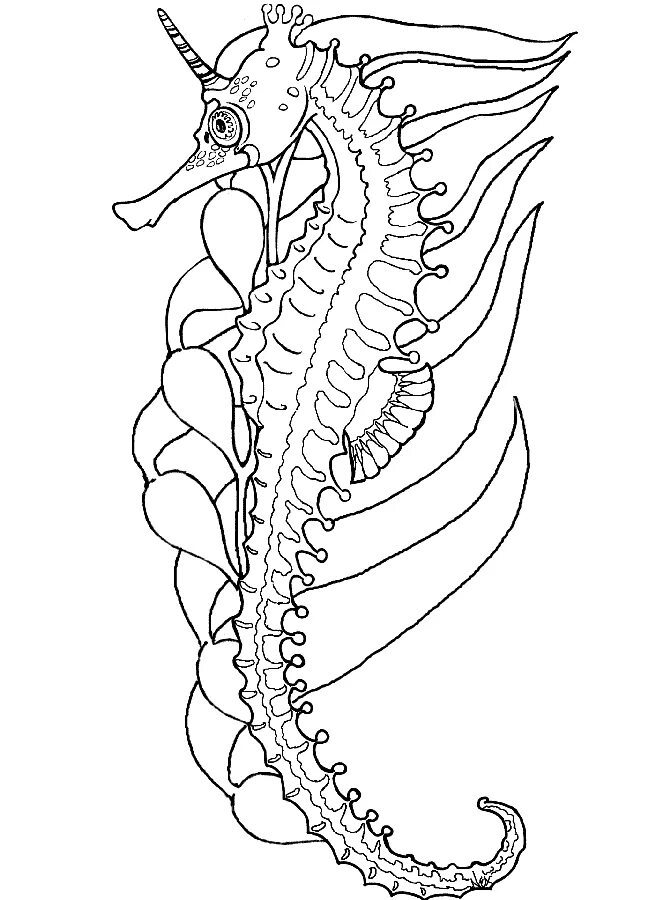 Морской конек раскраска для детей распечатать 41+ Seahorse Shape Templates, Crafts & Colouring Pages Animal coloring pages, De