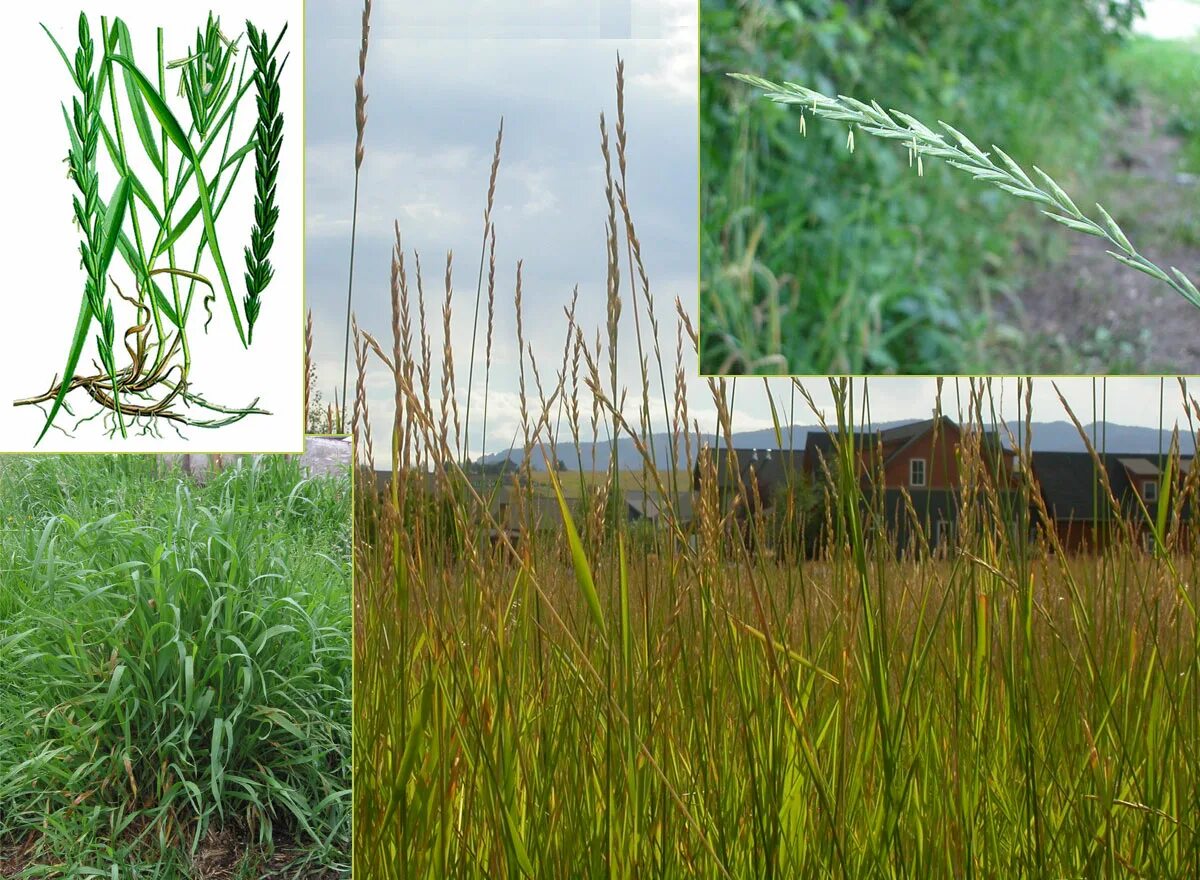 Как выглядит пырей на огороде. Пырей ковылелистный. пырей ползучий (elytrigia repens). пырей ползучий agropyron repens. пырей инееватый.