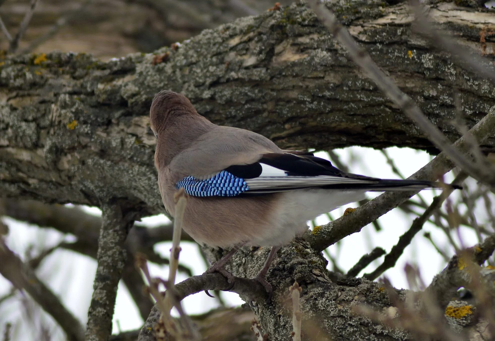 Сойка фото. Сойка garrulus glandarius. Гнездо сойки. Гималайская Сойка. Сосновая Сойка.