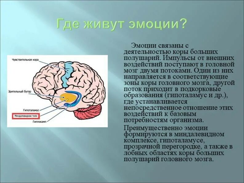 Центр управления мозгом. Зоны мозга эмоции. Эмоциональные структуры мозга. Формирование эмоций в мозге. Структуры отвечающие за эмоции.