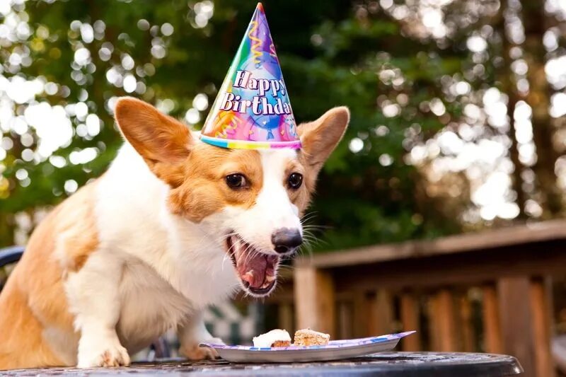 Можно ли корги сыр. Корги birthday. собака в колпаке. собака в праздничном колпаке. праздничный корги.