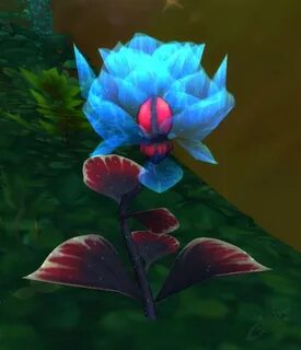 Wow rose