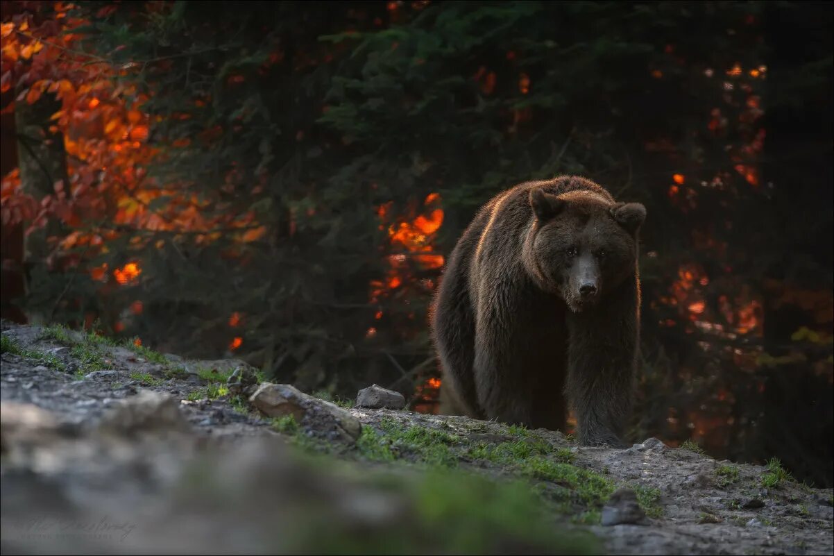 Медведь в темном лесу. Бурый медведь в тайге. Black блэк беар. Бурый медведь в лесу. Бурый медведь в тайге.