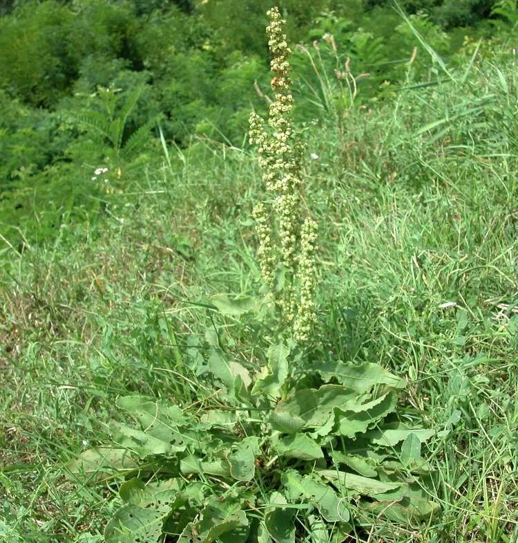 Женский орган в виде щавеля. Щавель курчавый (Rumex crispus). Щавель курчавый (Rumex crispus l.). Румекс Криспус. Rumex crispus растение.