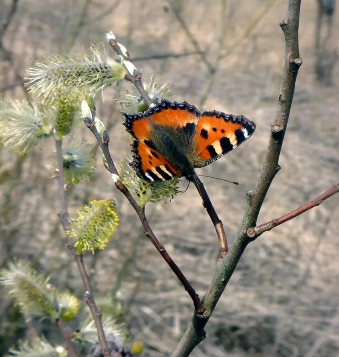 Бабочки крапивницы ранней весной. Первые весенние бабочки. Насекомые весной. Бабочки в природе. Ранние бабочки весной