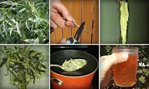 Аспирин из коры