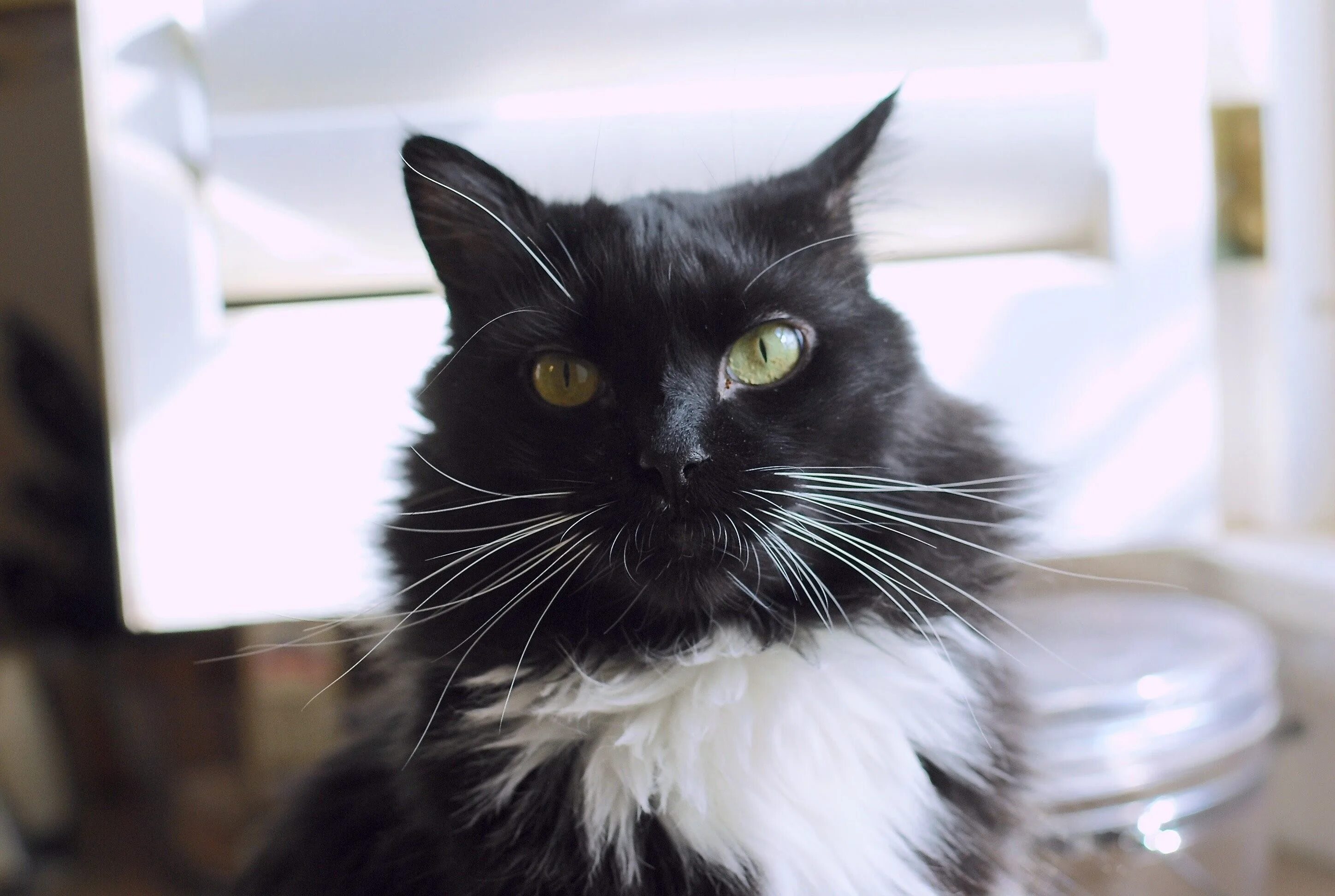 Коты с белыми лапками