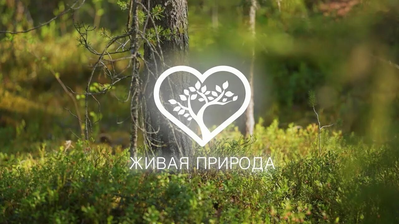 Тв канал живая. Живая природа Телеканал. Логотип канала Живая природа. Канал Живая природа программа.