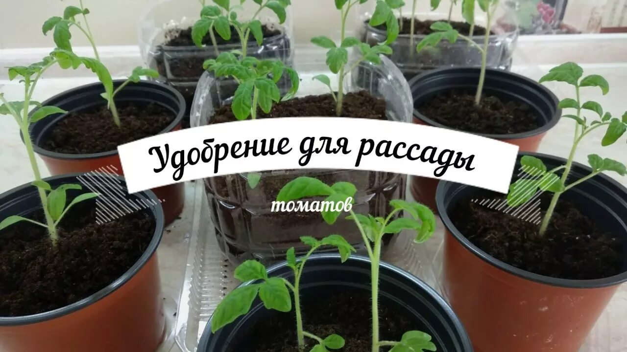 Как часто можно подкармливать рассаду. Подкормка рассады. Рассада помидор. Подкармливаем рассаду. Подкармливание рассады томатов.