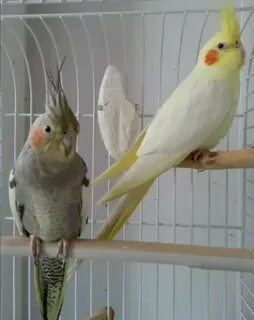 Откуда кореллы