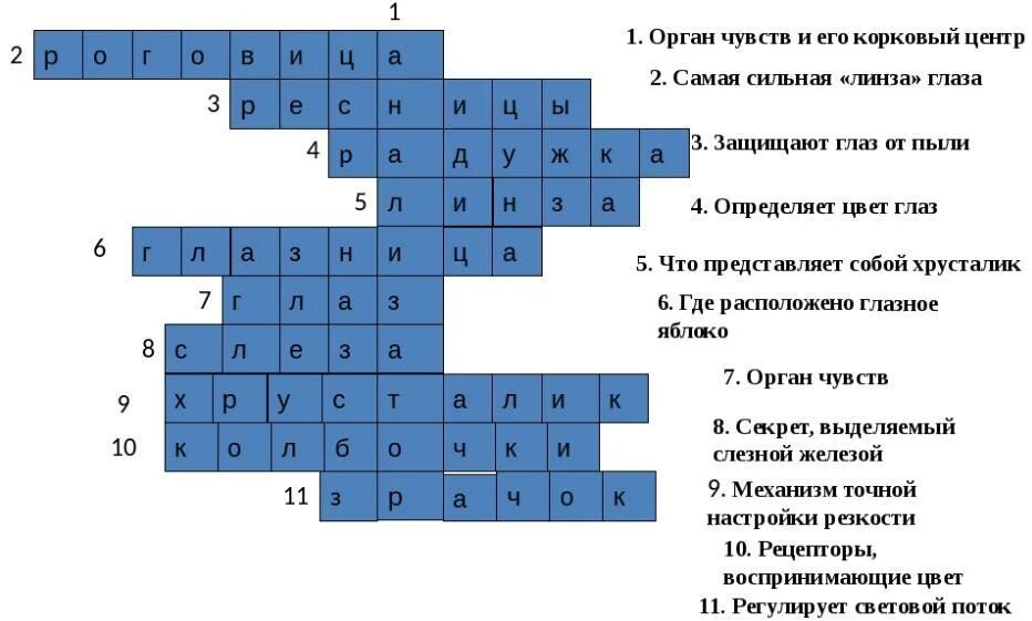 Кроссворд по теме анализаторы 8 класс биология. Кроссворд по биологии на тему органы чувств. Кроссворд на тему анализаторы. Кроссворд по биологии 8 класс. Воспаления слизистой кроссворд