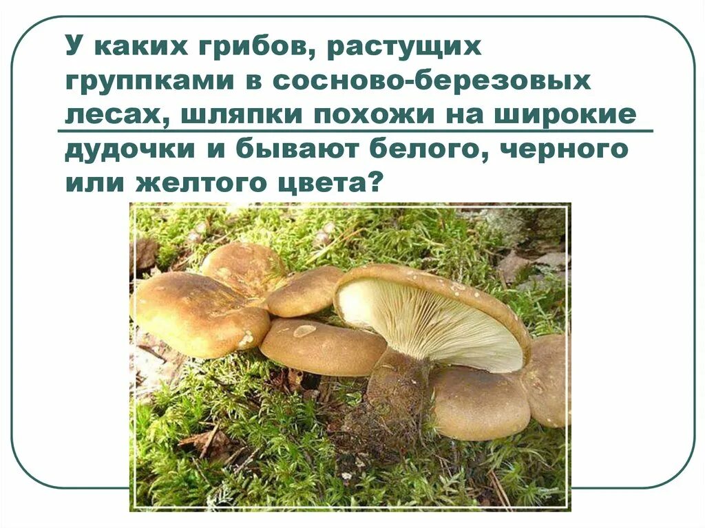 Грибы имеют корни. Какие грибы растут в березовых и сосновых лесах. Какие грибы растут в Березовом лесу. Грибы и растения неподвижны. Грибы растущие на водоёмах.