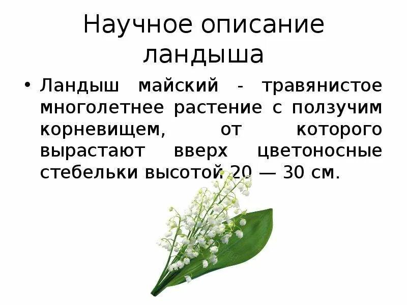 Объясните почему цветки ландыша. Научное описание цветка. Описание растения в научном стиле. Текст описание в научном стиле про растение.