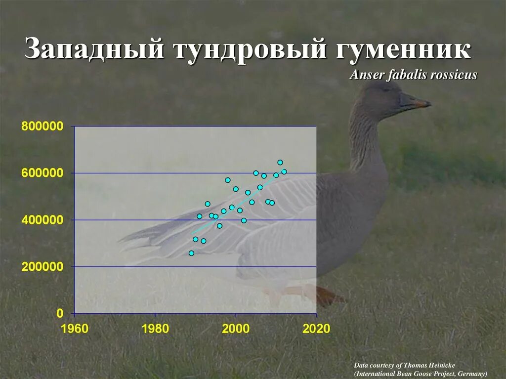 Куда летят гуси весной в россии. Пути миграции гуся гуменника. Западный Тундровый гуменник. Карта миграции гусей. Карта миграции гуся гуменника.