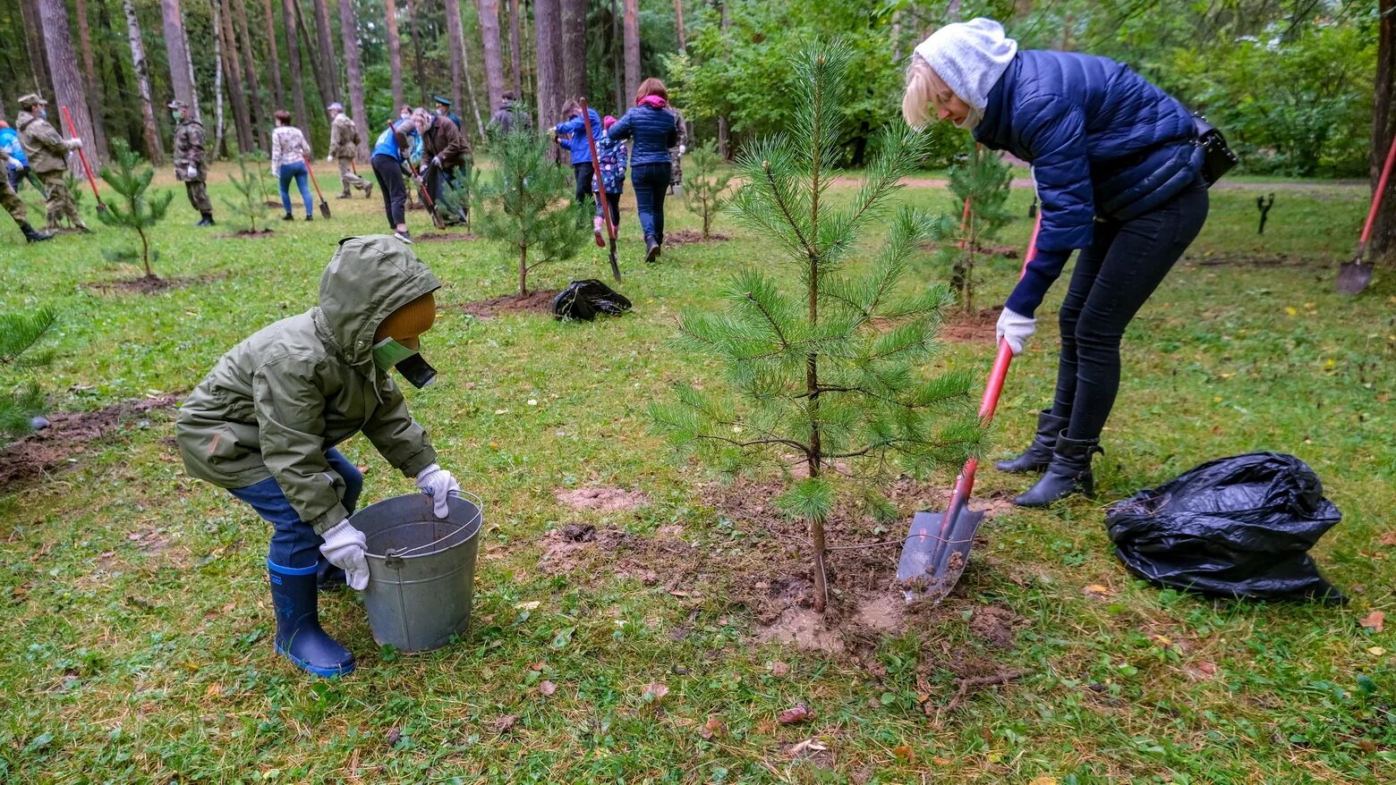 Посади дерево область