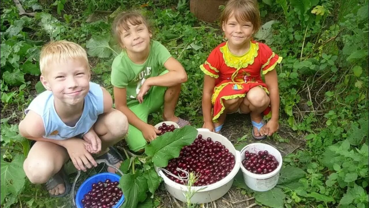 Ягоды в саду. Дети собирают ягоды в саду. Сбор лесных ягод.