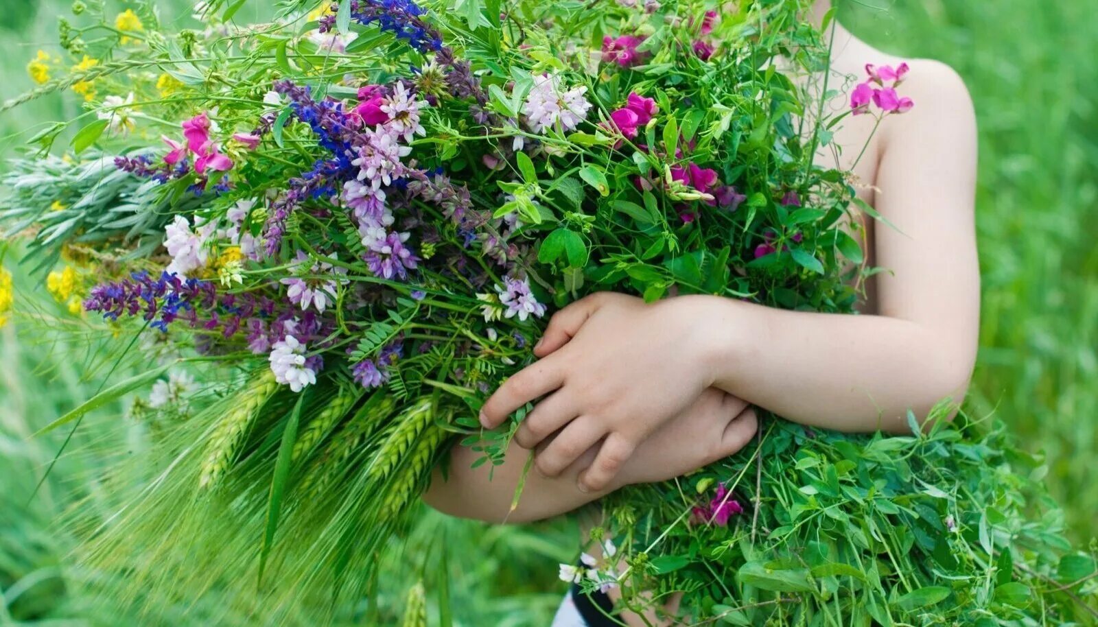 Сильно пахнущие травы. Полевые цветы. Полевые цветы в руках. Букет полевых цветов. Букет полевых цветов в руках.