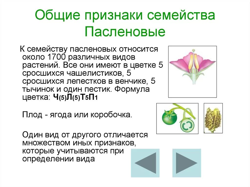 Назовите общие признаки пасленовых