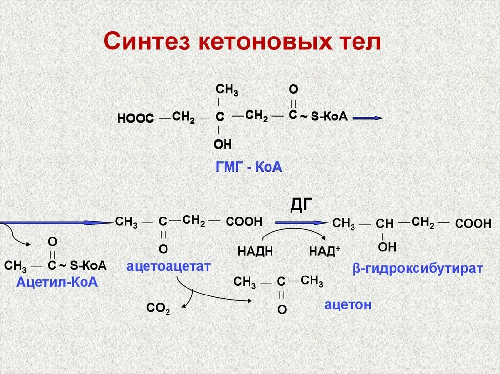 Третий синтез. Синтез кетоновых тел. Co2 в ацетил КОА. Реакции синтеза кетоновых тел. Образование кетоновых тел из ацетил-КОА.