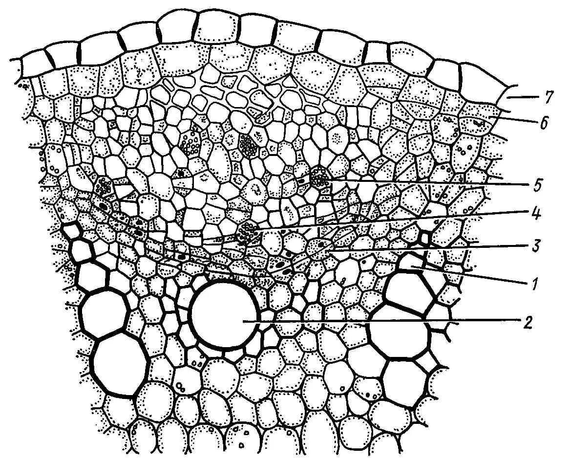 В клетках стебля лопуха. Поперечный срез черешка листа. Поперечный срез стебля Кукушкина льна. Срез корня, стебля и листа. Поперечный срез стебля тыквы.