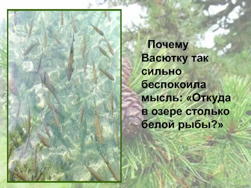 Почему васютка удивился увидев рыбу в озере. Васюткино озеро рыба. Белая рыба Васюткино озеро. Васютка. Васютка и рыбы.