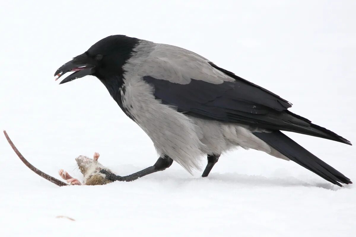 Серый ворон 7. Серая ворона – Corvus cornix. Се́рая воро́на Corvus cornix. Серая ворона на белом фоне. Птицы Россия ворона белая.