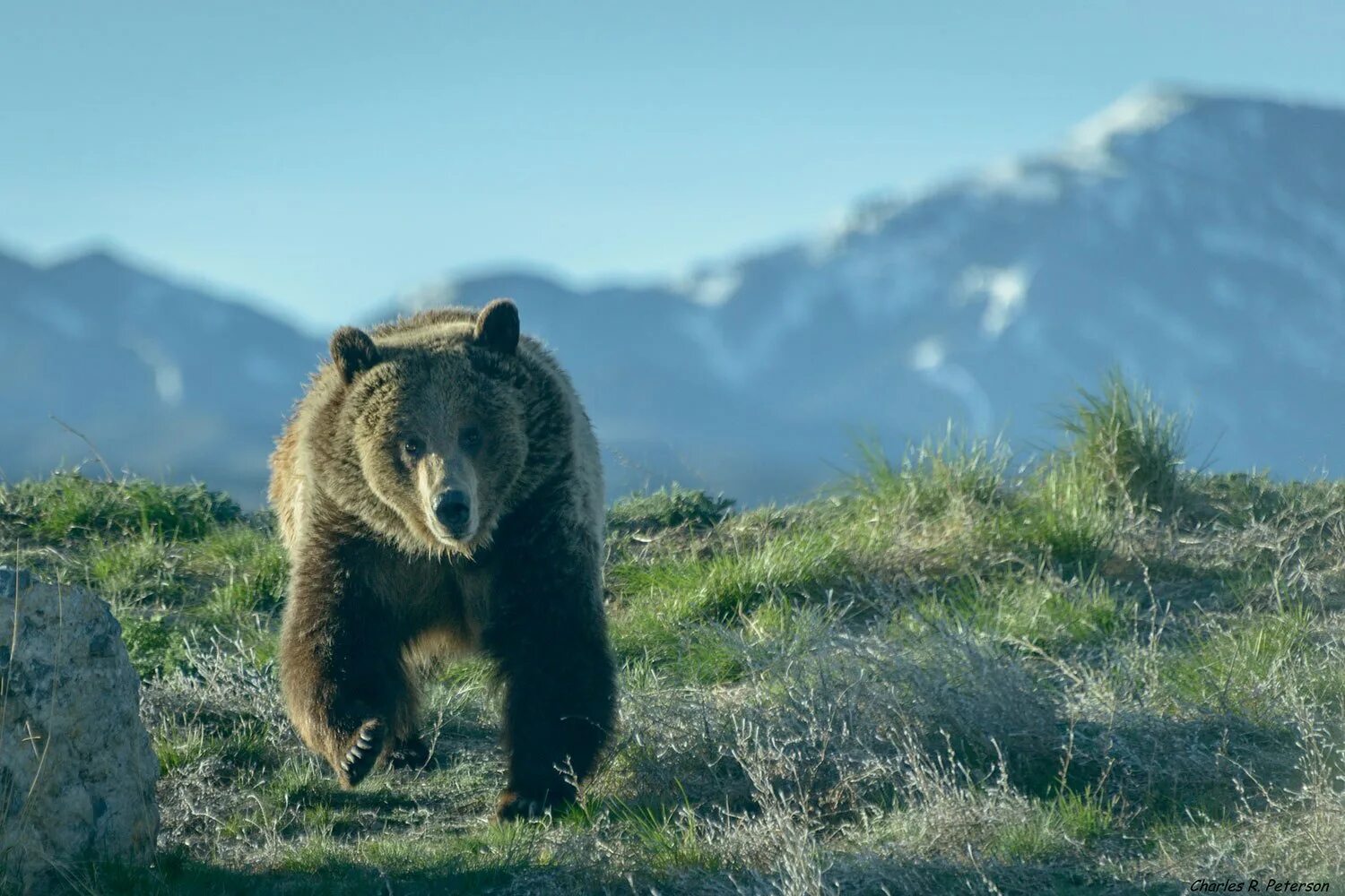 Скорость бега медведя в км ч. Гризли североамериканский бурый медведь. Медведь бежит. Медведь Гризли фото. Медведь убегает.