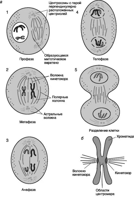 динамическая модель митоза своими руками. тест митоз 9. митоз формулы фаз. схема митоза фаза и процесс. профаза 2 метафаза 2.