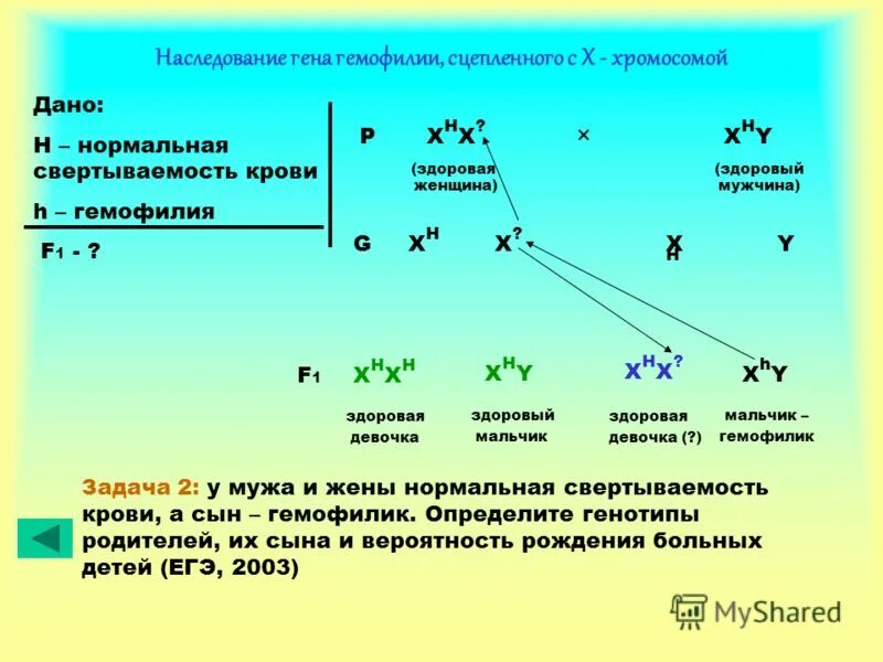 У здоровых родителей родился сын гемофилик каковы