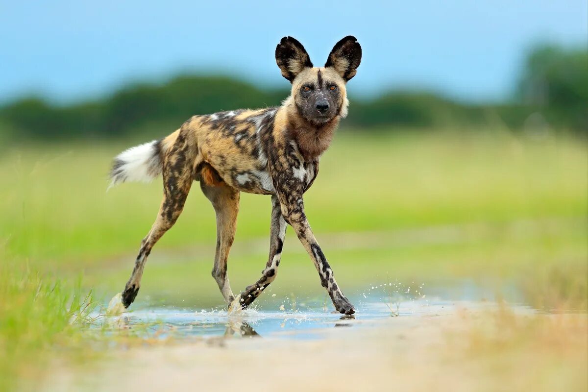 The dogs are wild. Rod. Wild dogs 1983. The dogs are wild. The rods 1982 wild dogs.