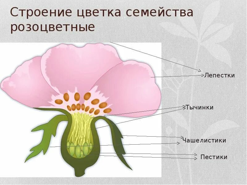 Строение растений семейства розоцветных. Розоцветные рисунок. Строение цветкового растения. Чашелистики розоцветных.