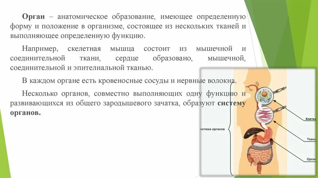 В каких органах образуются половые. Несколько органов образуют. Органы это часть тела имеющая определенную форму и строение. Анатомические образования. Каждый орган имеет определённое.