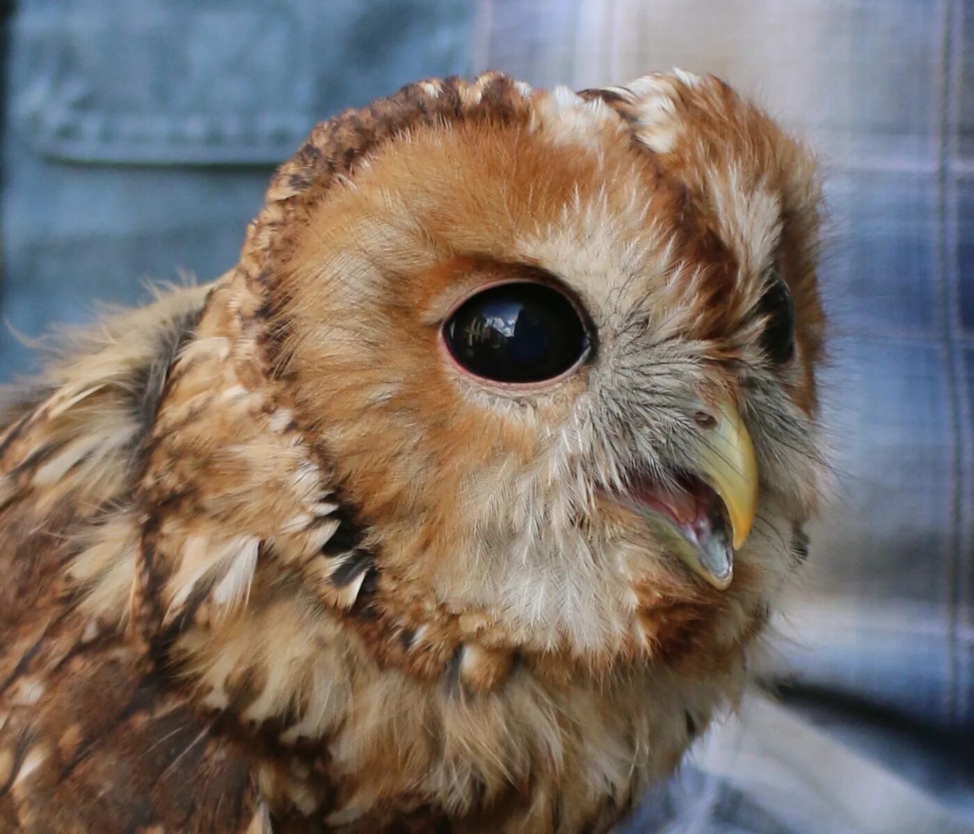 Совенок с большими глазами. Эльфийский сычик. Красивая сова. Милую сову. Милую сову.