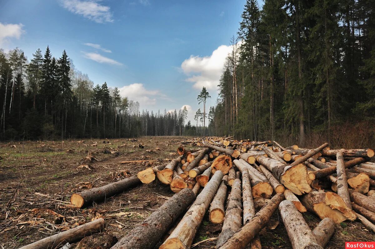 Вырубают лес в Кировской области. Вырубка лесов. Рубка леса. Вырубка лесов в России.